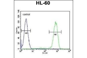CASP12 Antibody (Center) (ABIN655966 and ABIN2845350) flow cytometric analysis of HL-60 cells (right histogram) compared to a negative control cell (left histogram). (Caspase 12 anticorps  (AA 165-193))