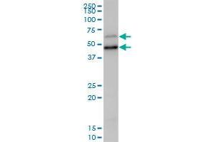 SCP2 MaxPab polyclonal antibody.