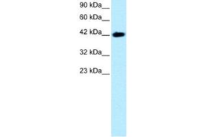 WB Suggested Anti-BARHL2 Antibody Titration:  0. (BARHL2 anticorps  (Middle Region))