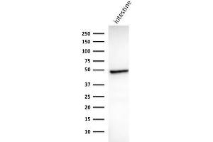 Western Blot Analysis of human Intestine tissue lysate using Cytokeratin 18 Mouse Monoclonal Antibody (DC10). (Cytokeratin 18 anticorps)