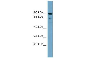 WB Suggested Anti-SLC26A9 Antibody Titration:  0. (Slc26a9 anticorps  (Middle Region))