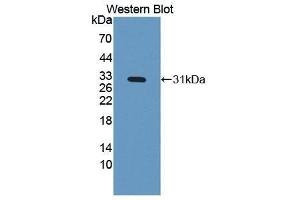 Western Blotting (WB) image for anti-Insulin-Like Growth Factor Binding Protein 4 (IGFBP4) (AA 22-258) antibody (ABIN3209557) (IGFBP4 anticorps  (AA 22-258))