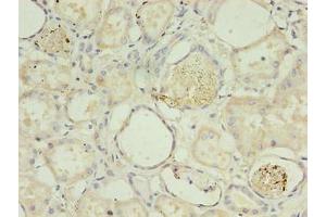 Immunohistochemistry of paraffin-embedded human kidney tissue using ABIN7142054 at dilution of 1:100 (PLCD4 anticorps  (AA 1-762))