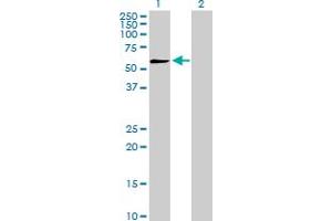 Western Blot analysis of PEPD expression in transfected 293T cell line by PEPD MaxPab polyclonal antibody. (PEPD anticorps  (AA 1-493))