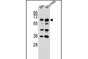 CK Antibody (C-term) (ABIN656313 and ABIN2845615) western blot analysis in 293,NCI- cell line lysates (35 μg/lane). (CKAP4 anticorps  (C-Term))