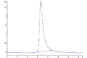 The purity of Cynomolgus IL-22 is greater than 95 % as determined by SEC-HPLC.
