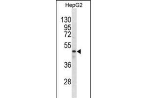 GABRR1 anticorps  (N-Term)