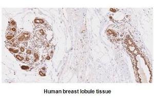 Paraffin embedded sections of human breast lobule tissue were initrocelluloseubated with anti-human UBE2L6 (1:50) for 2 hours at room temperature.