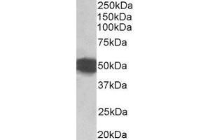 Western Blotting (WB) image for Glial Fibrillary Acidic Protein (GFAP) peptide (ABIN368852) (Glial Fibrillary Acidic Protein (GFAP) Peptide)