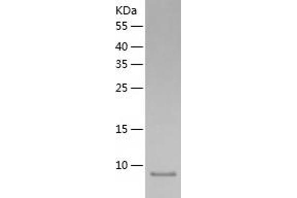 FKBP1A Protein (AA 1-108) (His tag)
