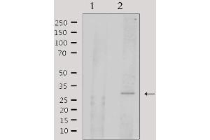 Western blot analysis of extracts from rat brain, using ATF1 Antibody. (AFT1 anticorps  (Internal Region))