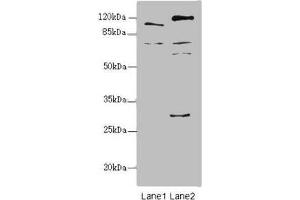Western blot All lanes: TM9SF1 antibody at 2. (TM9SF1 anticorps  (AA 28-230))