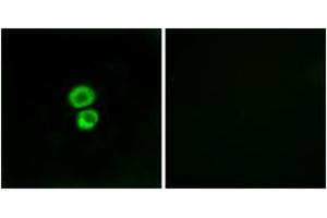 Immunofluorescence analysis of MCF7 cells, using IFM3 Antibody. (IFITM3 anticorps  (AA 1-50))
