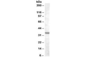 Western blot testing of K562 lysate with BDKRB1 antibody at 2ug/ml. (BDKRB1 anticorps)