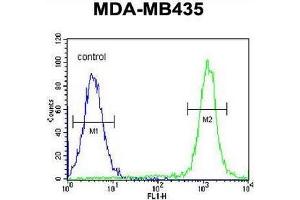 CA026 Antibody (N-term) flow cytometric analysis of MDA-MB435 cells (right histogram) compared to a negative control cell (left histogram).