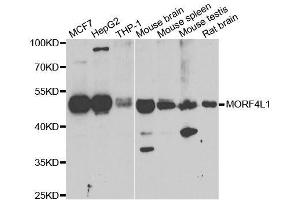 Western blot analysis of extracts of various cell lines, using MORF4L1 antibody. (MORF4L1 anticorps  (AA 1-100))