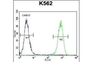 ISWI Antibody (C-term) (ABIN655530 and ABIN2845043) flow cytometric analysis of K562 cells (right histogram) compared to a negative control cell (left histogram). (SMARCA5 anticorps  (C-Term))