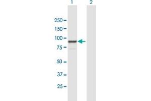 Western Blot analysis of FGD3 expression in transfected 293T cell line by FGD3 MaxPab polyclonal antibody. (FGD3 anticorps  (AA 1-725))