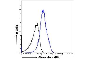 (ABIN570987) Flow cytometric analysis of paraformaldehyde fixed A431 cells (blue line), permeabilized with 0.