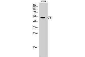 Western Blotting (WB) image for anti-Carboxypeptidase E (CPE) (Internal Region) antibody (ABIN3184066) (CPE anticorps  (Internal Region))