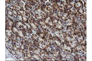 Image no. 1 for anti-Prostaglandin E Synthase 2 (PTGES2) antibody (ABIN1500491) (PTGES2 anticorps)