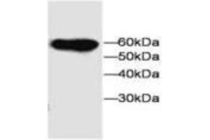 Image no. 1 for anti-Microfibrillar-Associated Protein 3-Like (MFAP3L) antibody (ABIN791551) (MFAP3L anticorps)