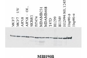 Western blotting analysis of MBH90B reactivity with various cell lines and recombinant Hsp90 alpha and Hsp90 beta protein. (HSP90AB1 anticorps  (N-Term))