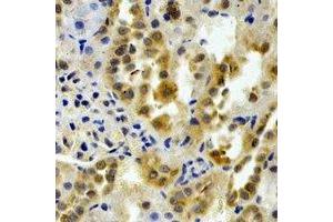 Immunohistochemical analysis of PTGES2 staining in rat kidney formalin fixed paraffin embedded tissue section. (PTGES2 anticorps)