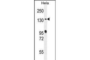 DEN5A Antibody (Center) (ABIN654470 and ABIN2844204) western blot analysis in Hela cell line lysates (35 μg/lane). (DENND5A anticorps  (AA 695-724))