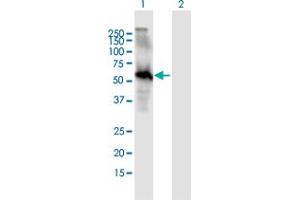 Western Blot analysis of EGFL6 expression in transfected 293T cell line by EGFL6 MaxPab polyclonal antibody. (EGFL6 anticorps  (AA 1-553))