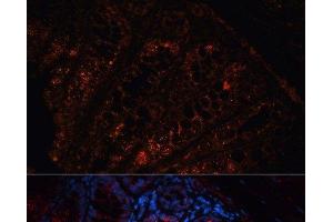 Immunofluorescence analysis of Mouse colon using APC Polyclonal Antibody at dilution of 1:100. (APC anticorps)