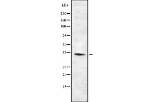 Western blot analysis of TAS2R46 using HUVEC whole cell lysates (TAS2R46 anticorps)