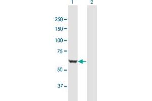 Western Blot analysis of BAIAP2 expression in transfected 293T cell line by BAIAP2 MaxPab polyclonal antibody. (BAIAP2 anticorps  (AA 1-552))