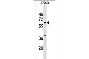 MTF2 Antibody (Center) (ABIN1538252 and ABIN2849778) western blot analysis in A549 cell line lysates (35 μg/lane). (MTF2 anticorps  (AA 289-317))