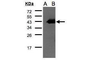 WB Image Western Blot analysis of CCNDBP1 expression in transfected 293T cell line by CCNDBP1 polyclonal antibody.