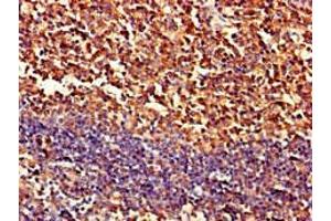 Immunohistochemistry of paraffin-embedded human tonsil tissue using ABIN7162982 at dilution of 1:100