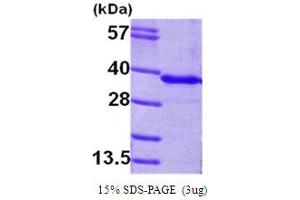 SDS-PAGE (SDS) image for Glycine N-Methyltransferase (GNMT) (AA 1-295) protein (His tag) (ABIN666718)