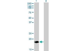 Western Blot analysis of NINJ2 expression in transfected 293T cell line by NINJ2 MaxPab polyclonal antibody. (NINJ2 anticorps  (AA 1-188))