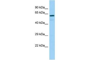 Host: Rabbit Target Name: REPS2 Sample Type: 721_B Whole Cell lysates Antibody Dilution: 1. (REPS2 anticorps  (C-Term))