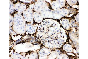Anti-Annexin V Picoband antibody,  IHC(P): Mouse Kidney Tissue (Annexin V anticorps  (AA 2-320))