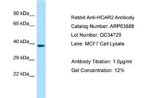 Western Blotting (WB) image for anti-Hydroxycarboxylic Acid Receptor 2 (HCAR2) (C-Term) antibody (ABIN2789654) (HCAR2 anticorps  (C-Term))