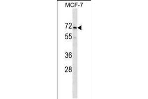 Western blot analysis in MCF-7 cell line lysates (35ug/lane). (PRAMEF2 anticorps  (C-Term))
