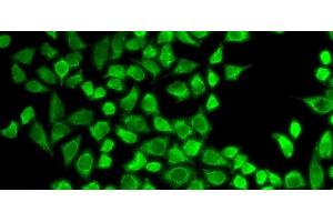 Immunofluorescence analysis of HeLa cells using CD127 Polyclonal Antibody (IL7R anticorps)