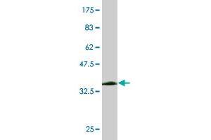 Western Blot detection against Immunogen (38.