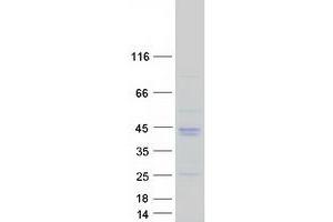 Validation with Western Blot