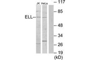 Western blot analysis of extracts from Jurkat/HeLa cells, using ELL Antibody. (ELL anticorps  (AA 91-140))