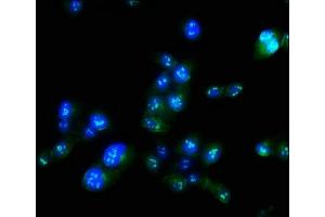 Immunofluorescence staining of Hela cells with ABIN7165779 at 1:100, counter-stained with DAPI.