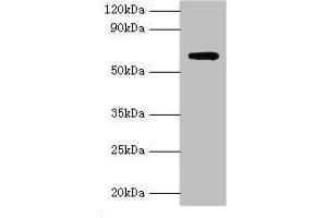 Western blot All lanes: Anti-Muellerian hormone type-2 receptor antibody at 15 μg/mL + Mouse brain tissue Secondary Goat polyclonal to rabbit IgG at 1/10000 dilution Predicted band size: 63, 53, 52 kDa Observed band size: 63 kDa (AMHR2 anticorps  (AA 18-149))