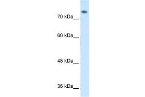 ABP1 antibody used at 1 ug/ml to detect target protein. (DAO anticorps  (C-Term))