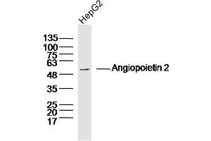 HepG2 lysates probed with Angiopoietin 2 Polyclonal Antibody, Unconjugated  at 1:300 dilution and 4˚C overnight incubation. (Angiopoietin 2 anticorps  (AA 401-496))